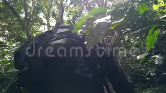 两个游客在森林里徒步上山视频的预览图