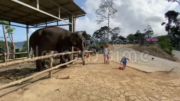 快乐的家庭与动物园里的大象交流视频的预览图