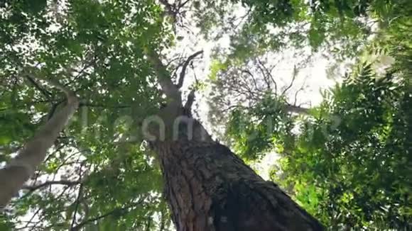 徒步旅行时徒步旅行者正在触摸和寻找森林中的大树树皮视频的预览图