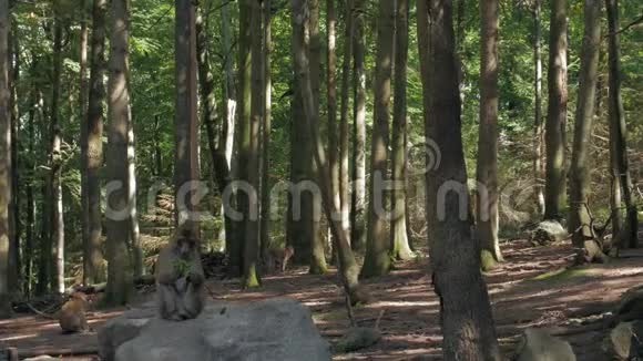 猴子在森林里吃视频的预览图