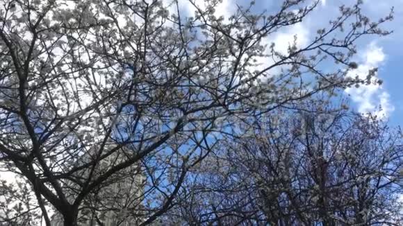 吹树叶对蓝天多云的运动视频的预览图