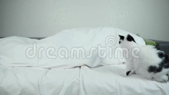 家养的白黑猫坐在床上睡的主人躺在毯子下面小猫吓得发抖视频的预览图