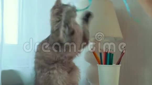 特写猫玩彩带视频的预览图