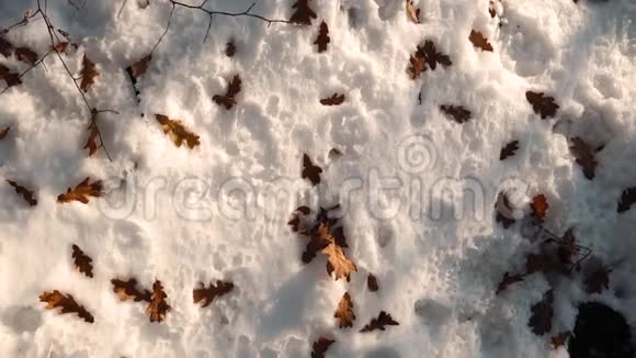 秋天的落叶在雪地里视频的预览图