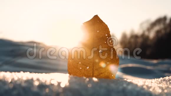 冬天日落时的黄叶视频的预览图