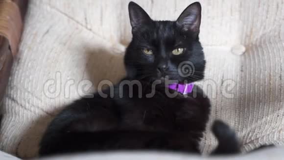沙发上的黑猫视频的预览图