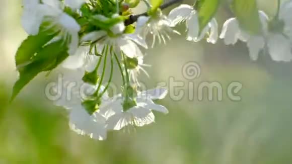 春天的樱花视频的预览图