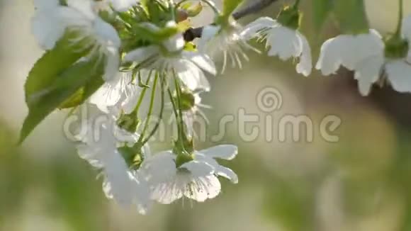 春天的樱花视频的预览图