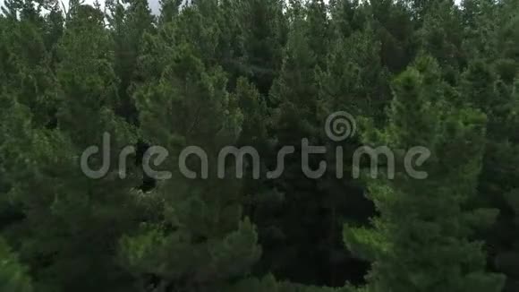 森林和树木的鸟瞰图视频的预览图