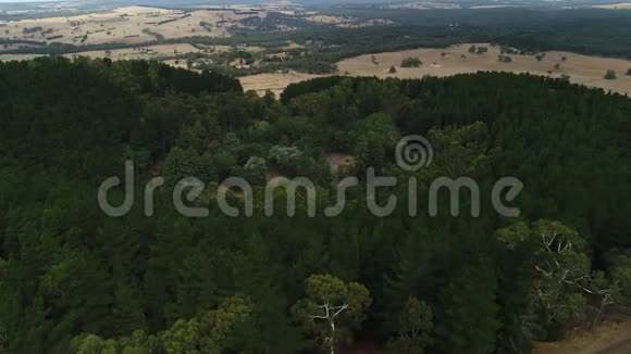 森林和树木的鸟瞰图视频的预览图