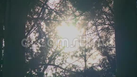 树叶间的太阳视频的预览图
