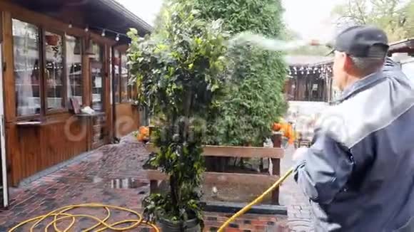 穿制服的人在夏天的咖啡馆里洗一棵人造树用水清洗视频的预览图