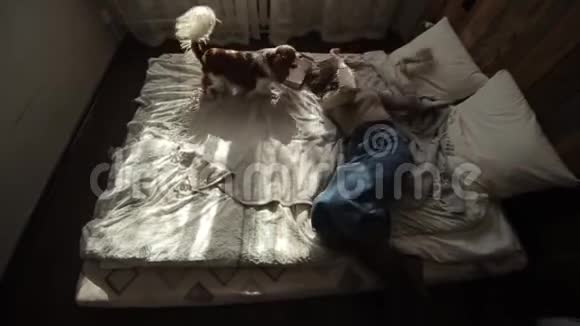 一个戴着面具的年轻女人在床上自焚时和她的狗玩从上面看冠状病毒COVID视频的预览图