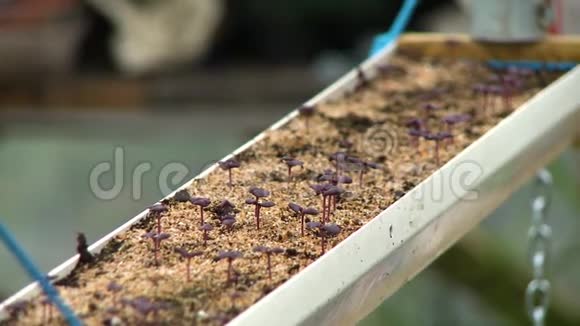 播种机里的紫穗视频的预览图