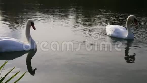 黄昏时分水中有两只白天鹅视频的预览图