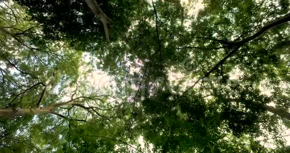 森林木材景观视频的预览图