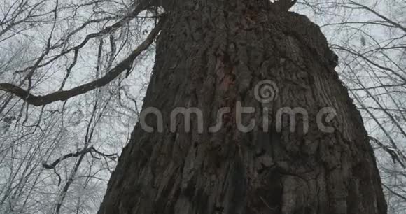 冰冻森林中的大老橡树视频的预览图