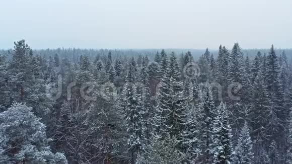 冬季西伯利亚混合林视频的预览图