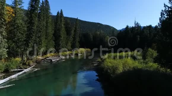 河岸上的落叶树视频的预览图