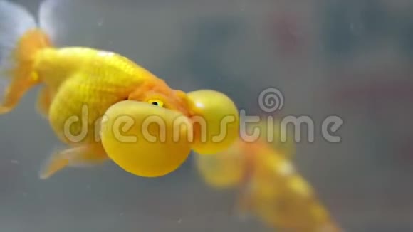 一条泡泡眼鱼金鱼视频的预览图