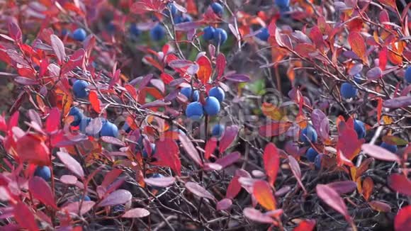 秋天森林里的蓝莓视频的预览图