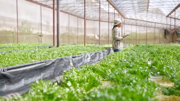 亚洲年轻女农民在温室有机蔬菜沙拉中使用片剂农民使用平板电脑在农业中工作视频的预览图