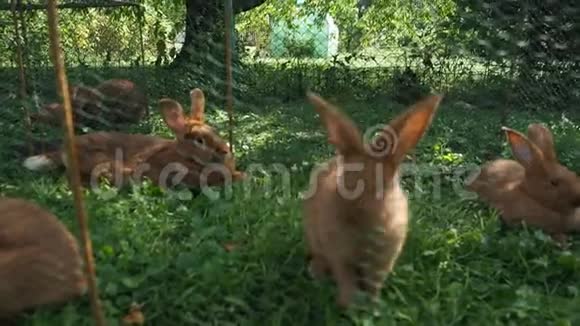 高清视频花园里可爱的兔子视频的预览图