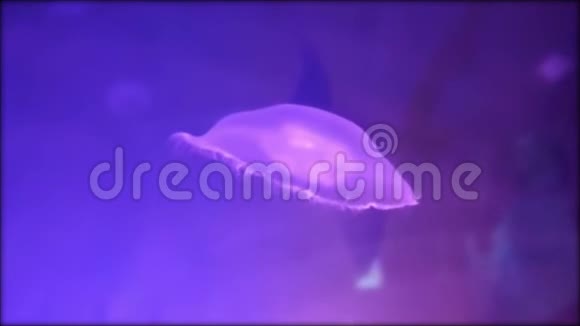 水母在蓝色的水里移动视频的预览图