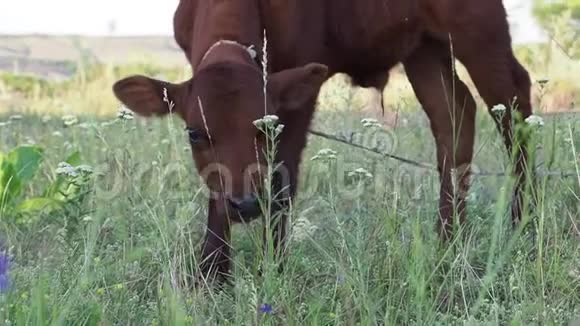 小牛看着镜头视频的预览图