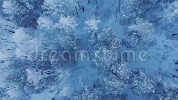 树林里的鹿群视频的预览图