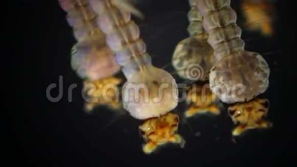 蚊子幼虫和蛹在受污染的水中琵琶琴视频的预览图