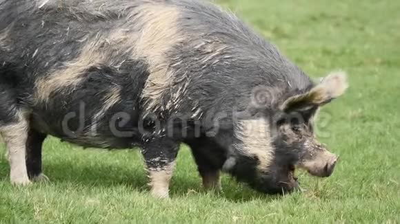 一只大猪在草地上咀嚼视频的预览图