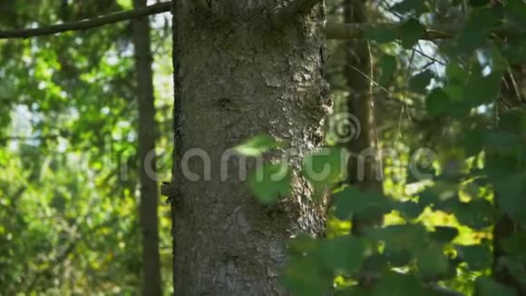 林中一棵大松树的树干视频的预览图