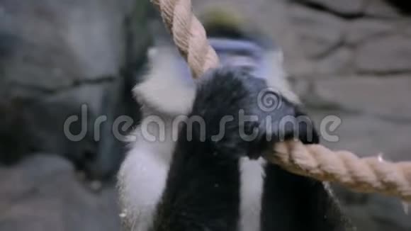 青猴挂在绳子上视频的预览图