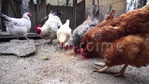 母鸡在母鸡场里视频的预览图