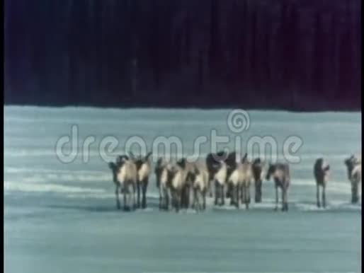 一群驯鹿掉进湖里的冰里视频的预览图