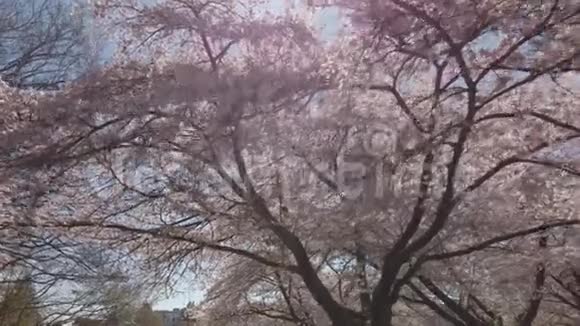 粉色的棉花糖云视频的预览图