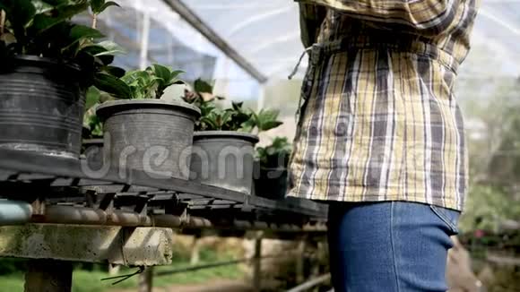 亚洲年轻的女性园丁使用数字平板在温室的幼苗农民使用平板电脑工作农业f视频的预览图
