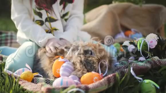 女孩带着毛茸茸的灰兔在院子里草地上玩耍特写视频的预览图