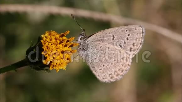 蝴蝶栖息在一朵花上视频的预览图