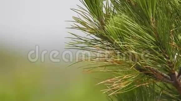 植物或灌木的针视频的预览图