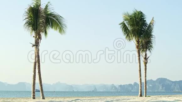 有海龙棕榈的热带海滩视频的预览图