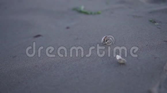 手从沙滩上的沙滩上举起一个贝壳视频的预览图