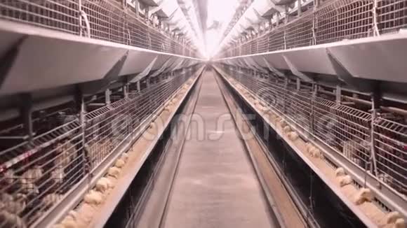 家禽工业与小鸡视频的预览图