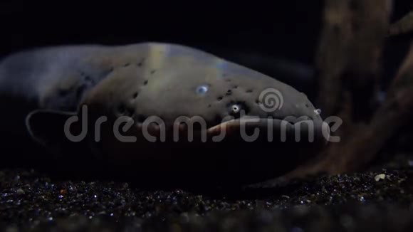 水中漂浮的大型电鳗4K视频视频的预览图