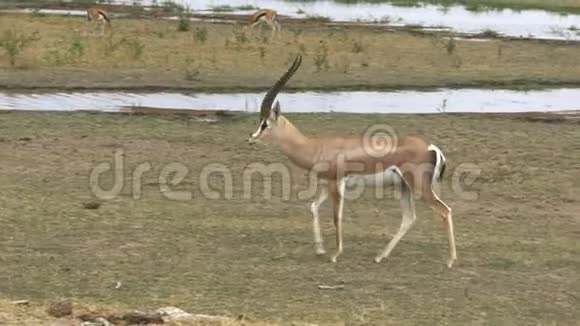 在Amboseli的一只瞪羚视频的预览图