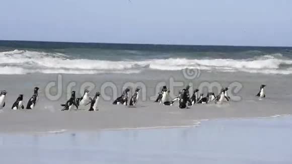 福克兰群岛的岩蝉企鹅视频的预览图