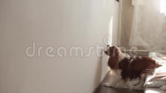 有趣的狗在房间里玩跳墙为一个太阳兔子并抓住它的爪子文本空间视频的预览图