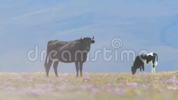 公牛站在田野上视频的预览图