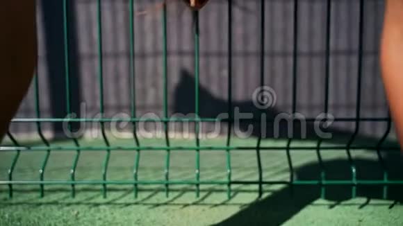 一个封闭的篮球场上的女孩站在她的手上双腿分开靠在篱笆上视频的预览图
